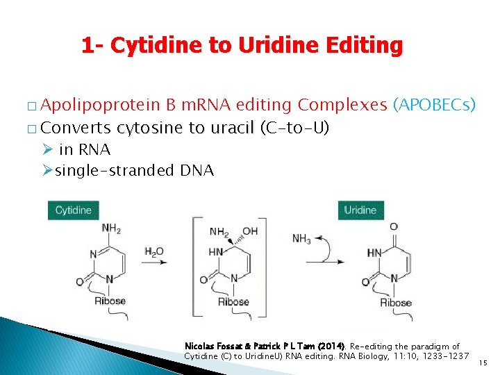 1 - Cytidine to Uridine Editing � Apolipoprotein B m. RNA editing Complexes (APOBECs)