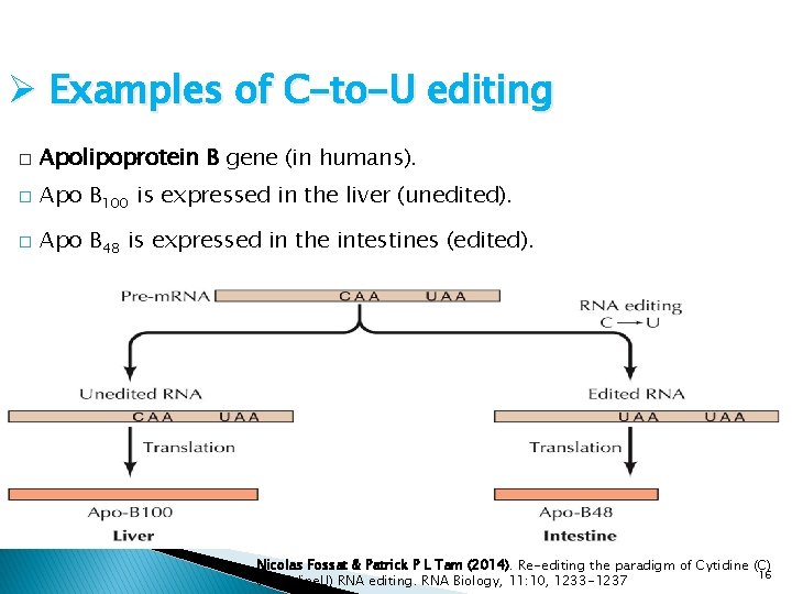 Ø Examples of C-to-U editing � Apolipoprotein B gene (in humans). � Apo B