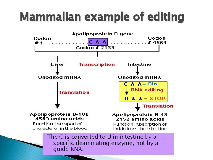 Mammalian example of editing The C is converted to U in intestine by a