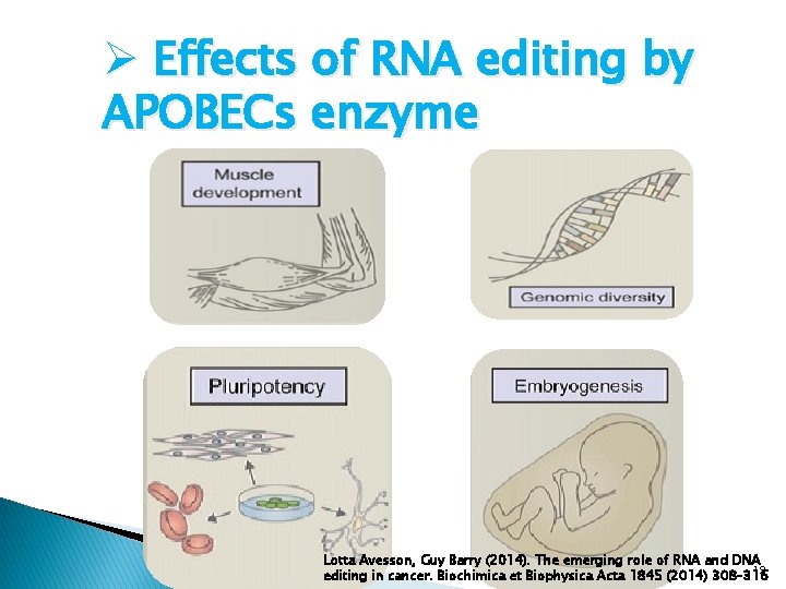 Ø Effects of RNA editing by APOBECs enzyme Lotta Avesson, Guy Barry (2014). The