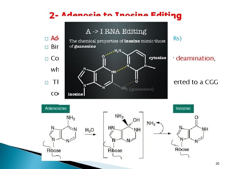 2 - Adenosie to Inosine Editing � � � Adenosine Deaminases Acting on RNA