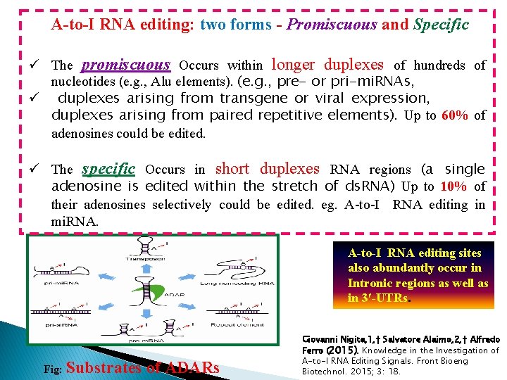 A-to-I RNA editing: two forms - Promiscuous and Specific ü The promiscuous Occurs within