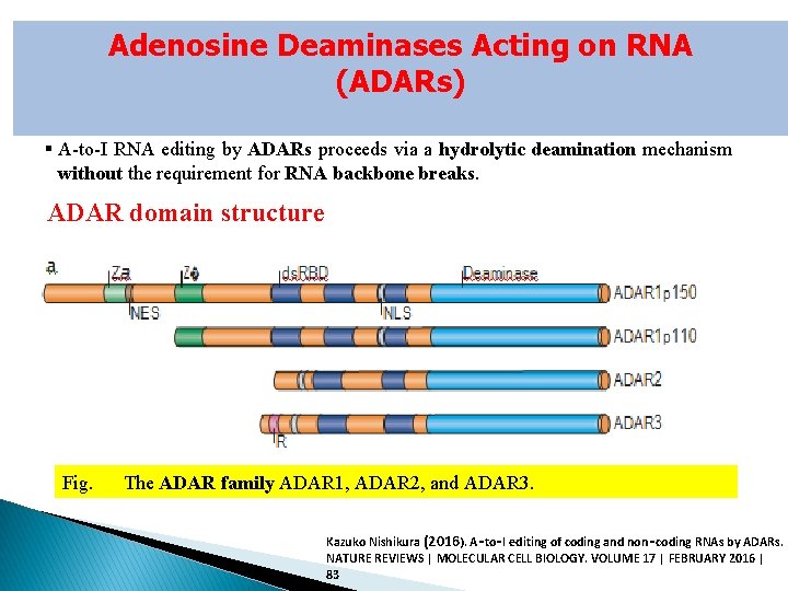 Adenosine Deaminases Acting on RNA (ADARs) § A-to-I RNA editing by ADARs proceeds via