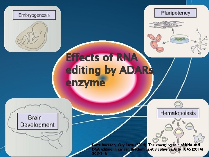 Effects of RNA editing by ADARs enzyme Lotta Avesson, Guy Barry (2014). The emerging