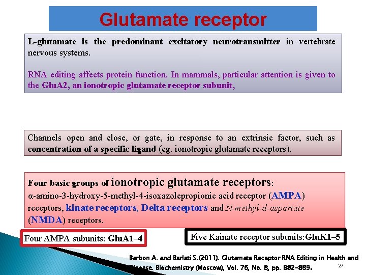 Glutamate receptor L-glutamate is the predominant excitatory neurotransmitter in vertebrate nervous systems. RNA editing