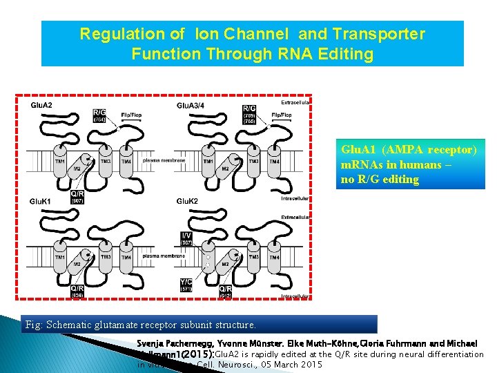 Regulation of Ion Channel and Transporter Function Through RNA Editing Glu. A 1 (AMPA