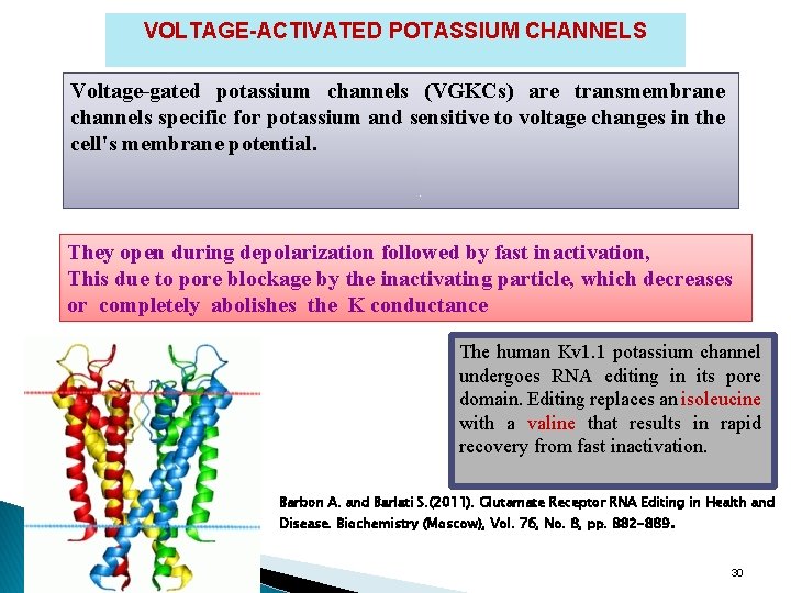 VOLTAGE-ACTIVATED POTASSIUM CHANNELS Voltage-gated potassium channels (VGKCs) are transmembrane channels specific for potassium and