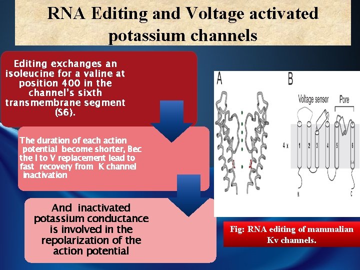 RNA Editing and Voltage activated potassium channels Editing exchanges an isoleucine for a valine