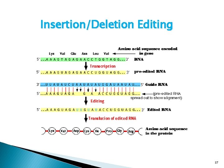 Insertion/Deletion Editing 37 