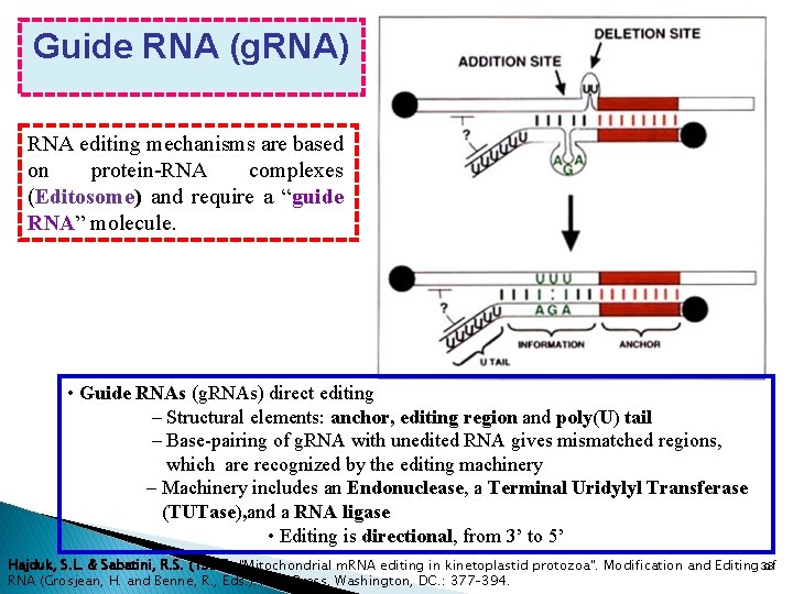 Guide RNA (g. RNA) RNA editing mechanisms are based on protein-RNA complexes (Editosome) and