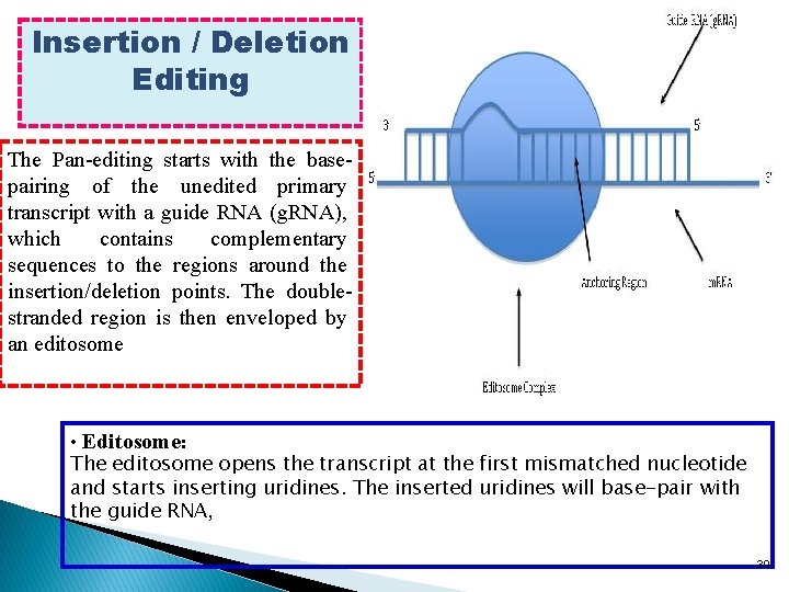 Insertion / Deletion Editing The Pan-editing starts with the basepairing of the unedited primary