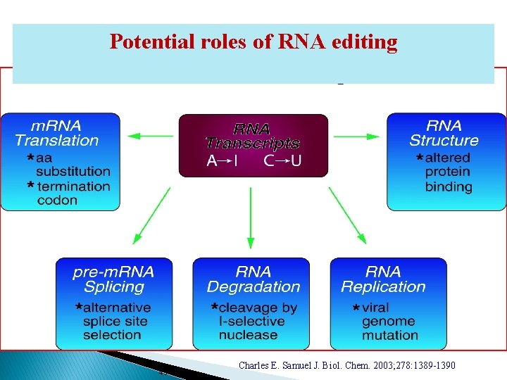 Potential roles of RNA editing 43 Charles E. Samuel J. Biol. Chem. 2003; 278: