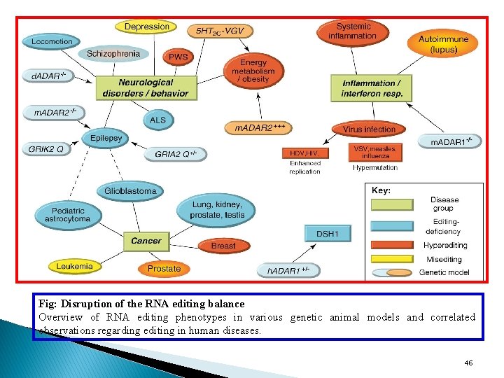 Fig: Disruption of the RNA editing balance Overview of RNA editing phenotypes in various