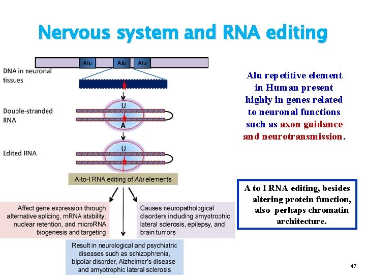 Nervous system and RNA editing Alu repetitive element in Human present highly in genes