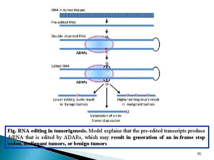 Fig. RNA editing in tumorigenesis. Model explains that the pre-edited transcripts produce ds. RNA