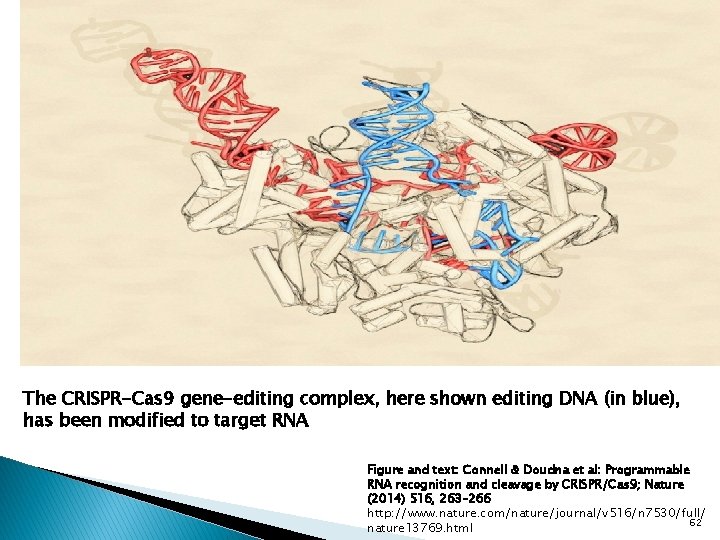 The CRISPR-Cas 9 gene-editing complex, here shown editing DNA (in blue), has been modified