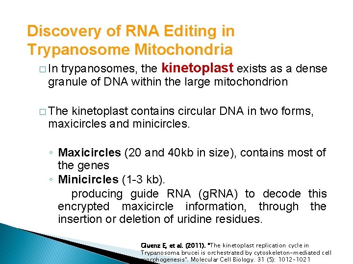 Discovery of RNA Editing in Trypanosome Mitochondria trypanosomes, the kinetoplast exists as a dense