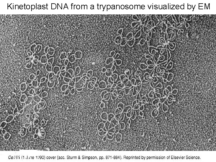 Kinetoplast DNA from a trypanosome visualized by EM Fig. 16. 13 