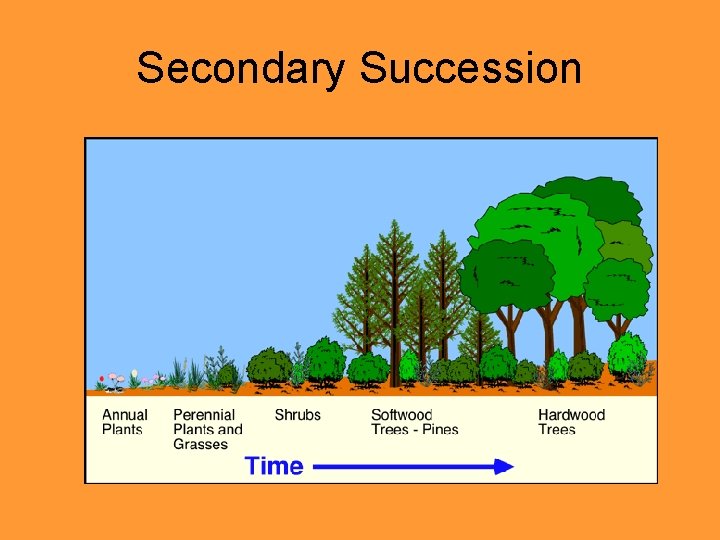 Secondary Succession 