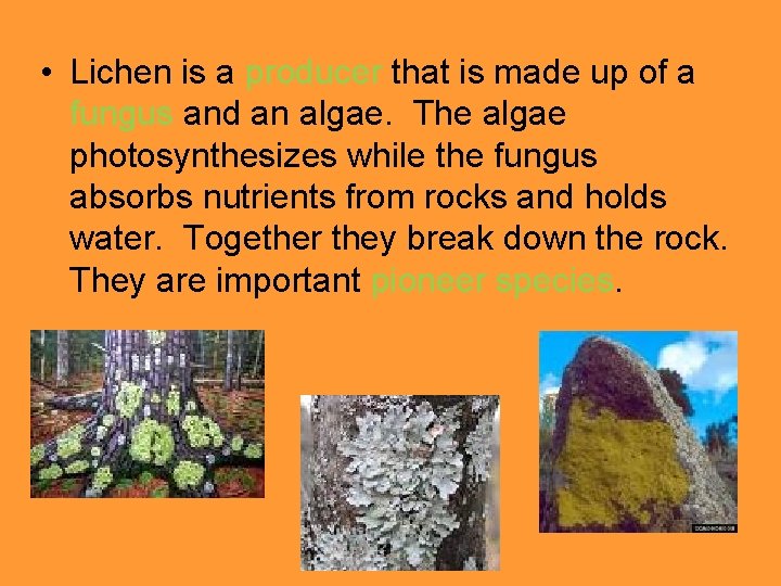 Ecological Succession B A gradual process of change