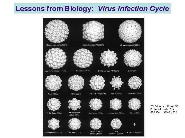 Lessons from Biology: Virus Infection Cycle TS Baker, NH Olsen, SD Fuller, Microbiol. Mol.
