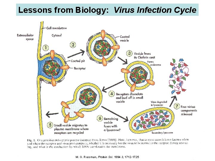 Lessons from Biology: Virus Infection Cycle M. G. Rossman, Protein Sci. 1994 3, 1712
