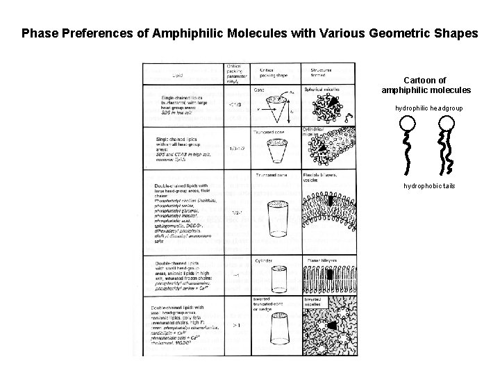 Phase Preferences of Amphiphilic Molecules with Various Geometric Shapes Cartoon of amphiphilic molecules hydrophilic