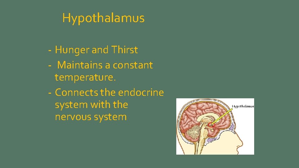 Hypothalamus - Hunger and Thirst - Maintains a constant temperature. - Connects the endocrine