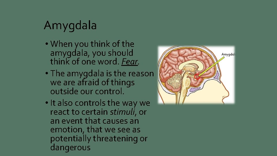 Amygdala • When you think of the amygdala, you should think of one word.