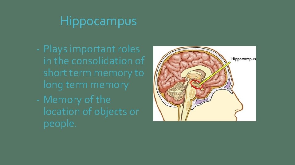 Hippocampus - Plays important roles in the consolidation of short term memory to long