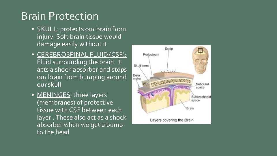 Brain Protection • SKULL: protects our brain from injury. Soft brain tissue would damage