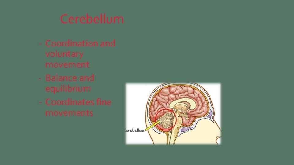 Cerebellum - Coordination and voluntary movement - Balance and equilibrium - Coordinates fine movements