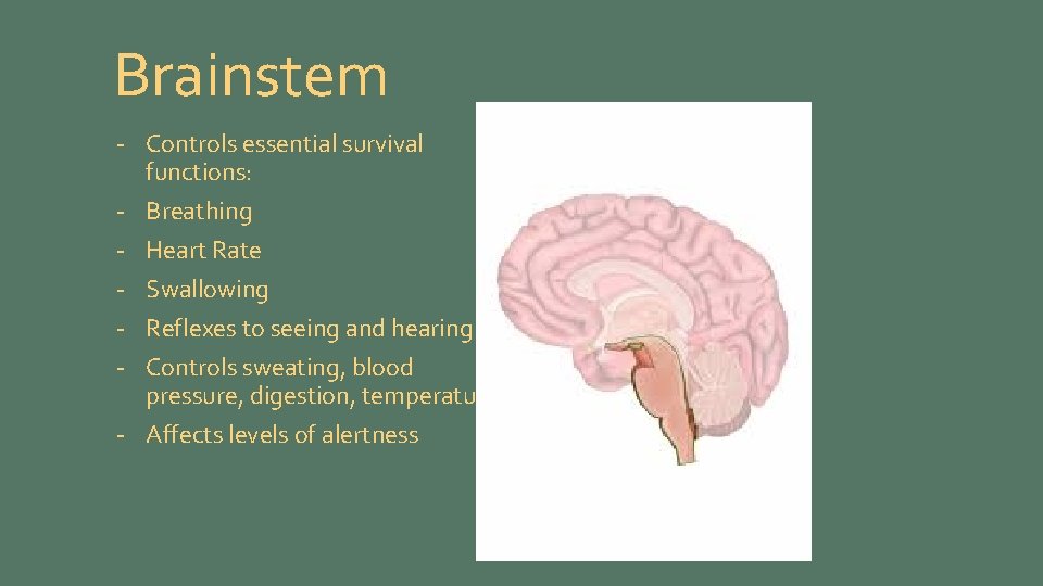 Brainstem - Controls essential survival functions: - Breathing - Heart Rate - Swallowing -