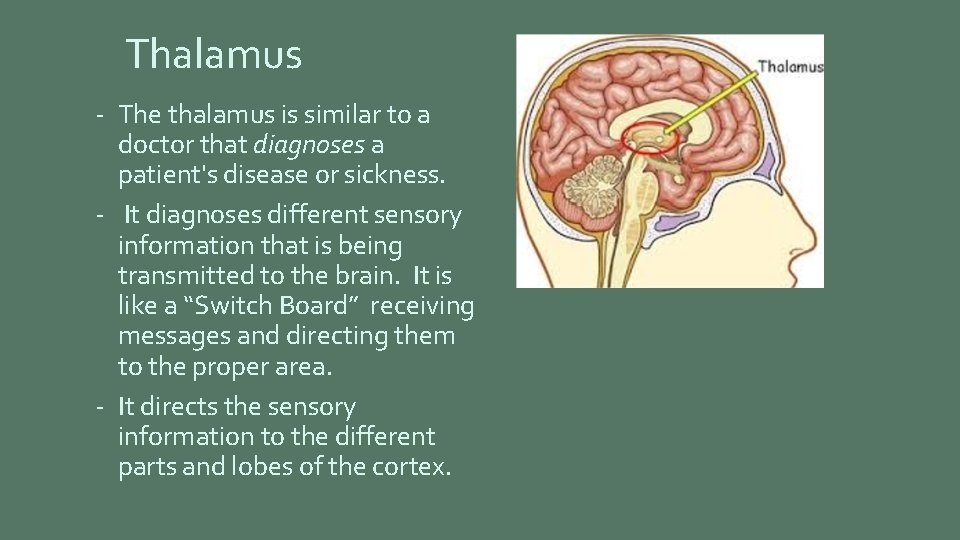Thalamus - The thalamus is similar to a doctor that diagnoses a patient's disease