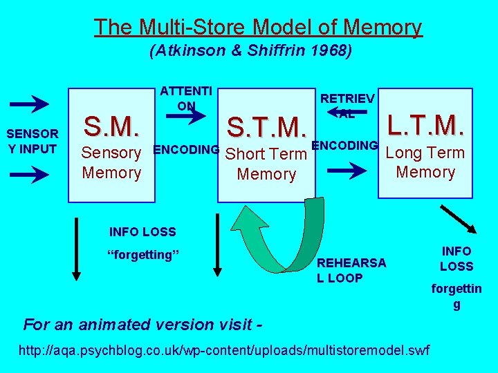 The Multi-Store Model of Memory (Atkinson & Shiffrin 1968) SENSOR Y INPUT S. M.
