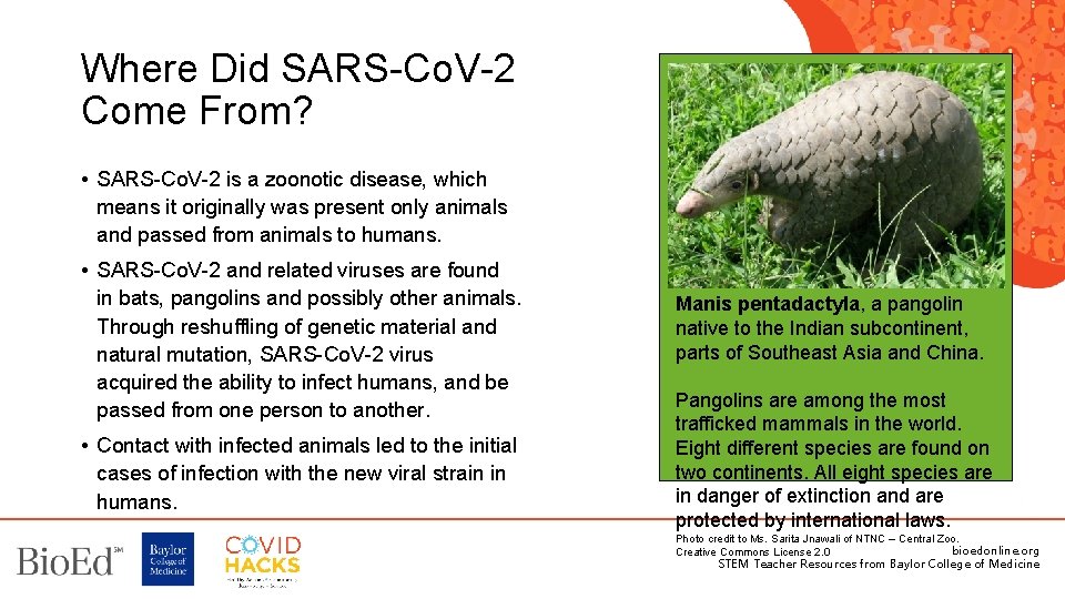 Where Did SARS-Co. V-2 Come From? • SARS-Co. V-2 is a zoonotic disease, which