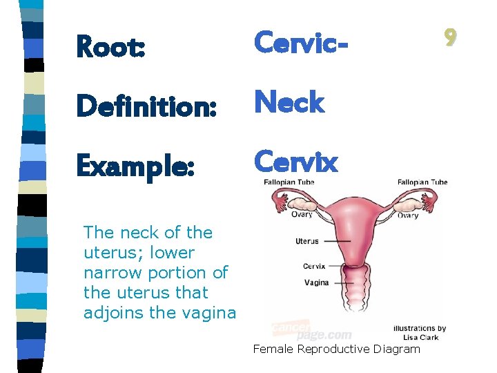 Root: Cervic- Definition: Neck Example: Cervix The neck of the uterus; lower narrow portion