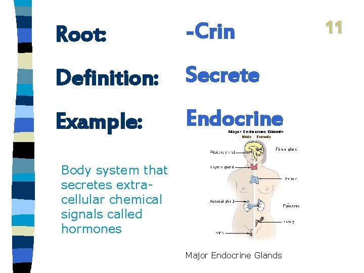 Root: -Crin Definition: Secrete Example: Endocrine Body system that secretes extracellular chemical signals called
