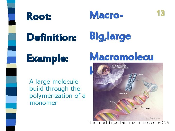 Root: Macro- Definition: Big, large Example: Macromolecu le 13 A large molecule build through