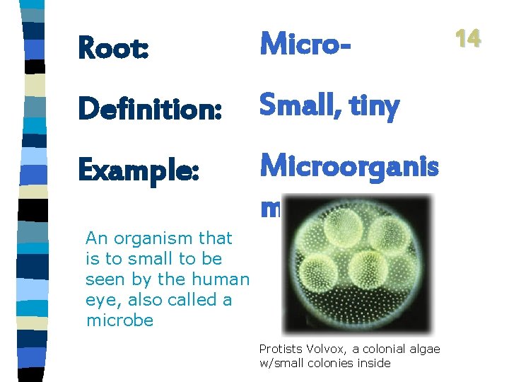 Root: Micro- Definition: Small, tiny Example: Microorganis m An organism that is to small