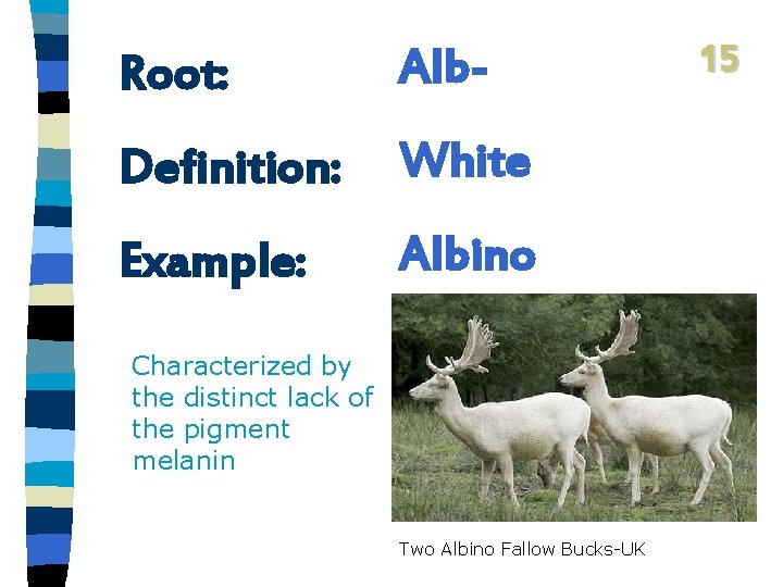 Root: Alb- Definition: White Example: Albino Characterized by the distinct lack of the pigment