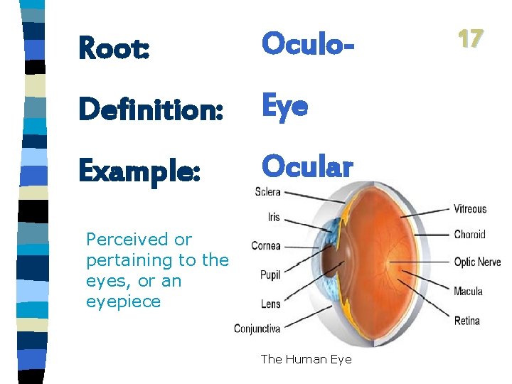 Root: Oculo- Definition: Eye Example: Ocular Perceived or pertaining to the eyes, or an