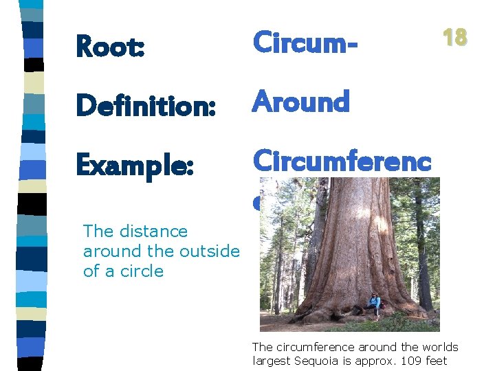 Root: Circum- Definition: Around Example: Circumferenc e 18 The distance around the outside of