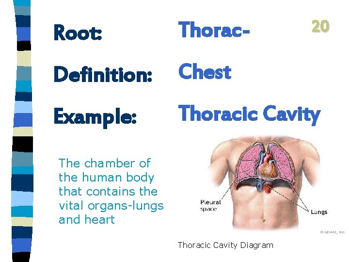 20 Root: Thorac- Definition: Chest Example: Thoracic Cavity The chamber of the human body