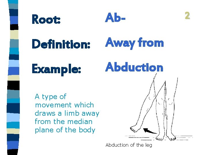 Root: Ab- Definition: Away from Example: Abduction A type of movement which draws a