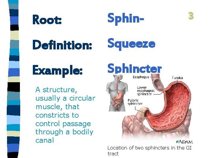 Root: Sphin- Definition: Squeeze Example: Sphincter 3 A structure, usually a circular muscle, that