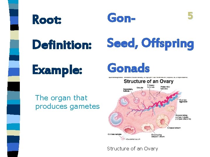 5 Root: Gon- Definition: Seed, Offspring Example: Gonads The organ that produces gametes Structure
