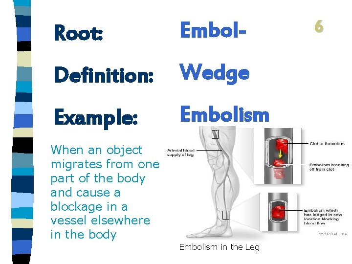 Root: Embol- Definition: Wedge Example: Embolism When an object migrates from one part of