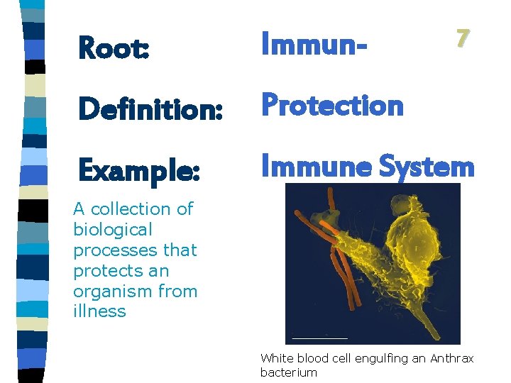 7 Root: Immun- Definition: Protection Example: Immune System A collection of biological processes that