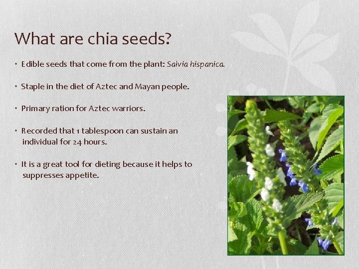 What are chia seeds? • Edible seeds that come from the plant: Salvia hispanica.